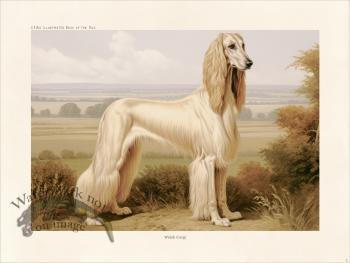 CFA Dog Afghan Hound 03